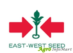 East West Seed India