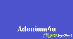 Adenium4u thiruvananthapuram india