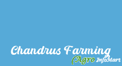 Chandrus Farming vellore india