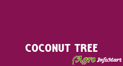 Coconut Tree ahmedabad india