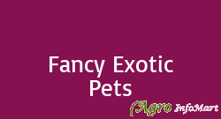 Fancy Exotic Pets unnao india