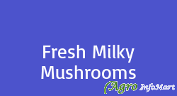 Fresh Milky Mushrooms chennai india