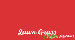 Lawn Grass hyderabad india