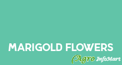Marigold Flowers bangalore india