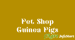 Pet Shop Guinea Pigs coimbatore india