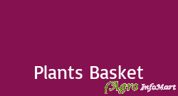Plants Basket bangalore india
