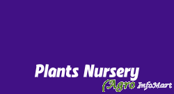 Plants Nursery pathankot india