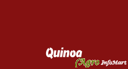 Quinoa hyderabad india