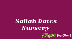 Saliah Dates Nursery chennai india
