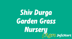 Shiv Durga Garden Grass Nursery