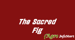 The Sacred Fig