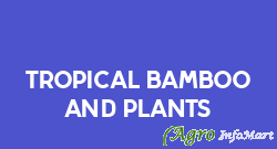 Tropical Bamboo And Plants