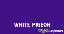 White Pigeon mumbai india