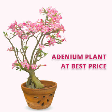 adenium plant Manufacturers