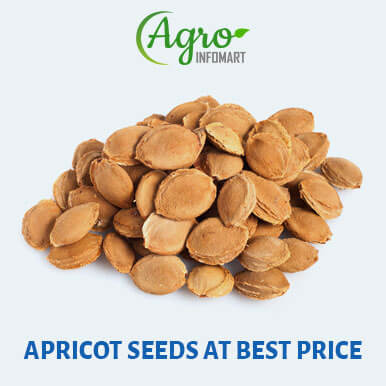 Wholesale apricot seeds Suppliers