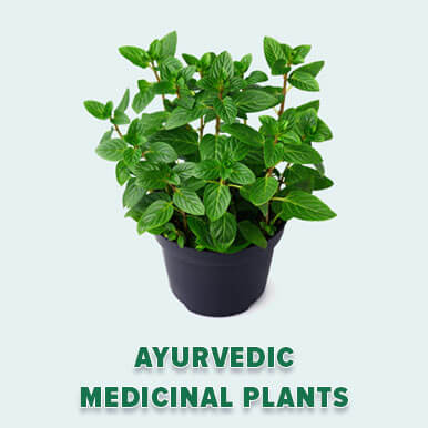 ayurvedic medicinal plants Manufacturers