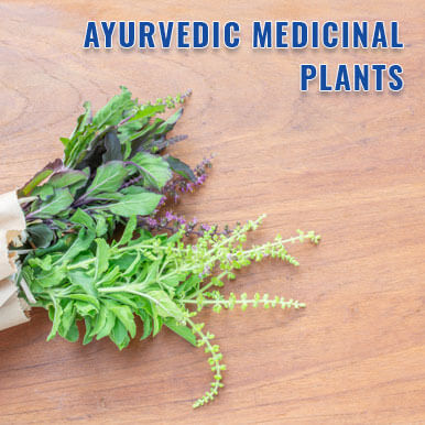 Wholesale ayurvedic medicinal plants Suppliers