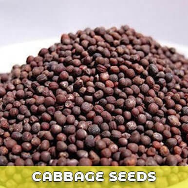 Wholesale cabbage seeds Suppliers