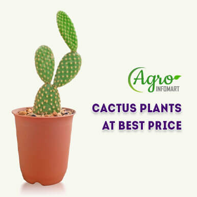 cactus plants Manufacturers