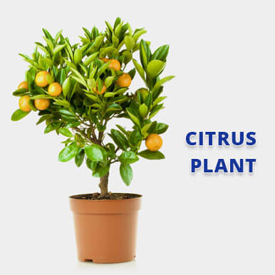 Wholesale citrus plant Suppliers