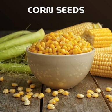 corn seeds Manufacturers