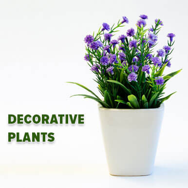 decorative plants Manufacturers