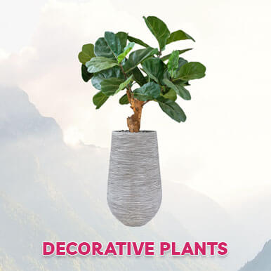 Wholesale decorative plants Suppliers