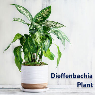 dieffenbachia plant Manufacturers