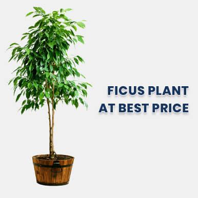 ficus plant Manufacturers