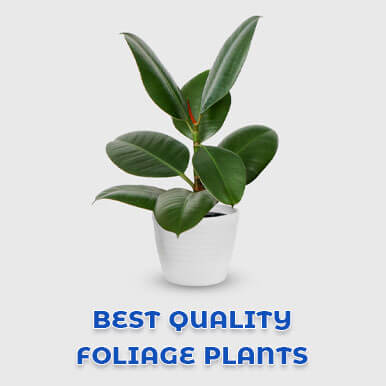 Wholesale foliage plants Suppliers