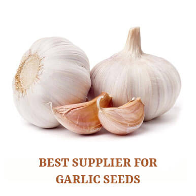 Wholesale garlic seeds Suppliers