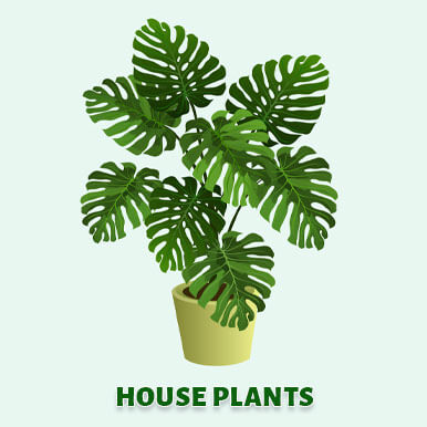 house plants Manufacturers