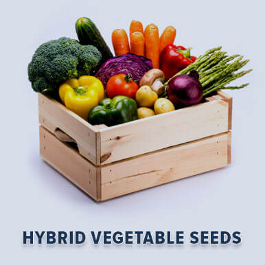 Wholesale hybrid vegetable seeds Suppliers