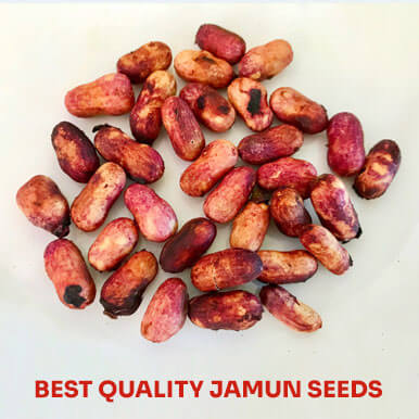 jamun seeds Manufacturers