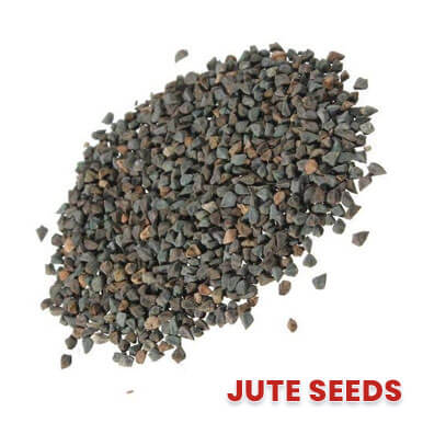jute seeds Manufacturers