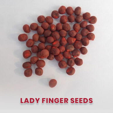 lady finger seeds Manufacturers