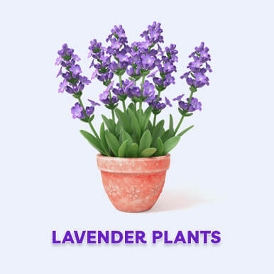 Wholesale lavender plants Suppliers