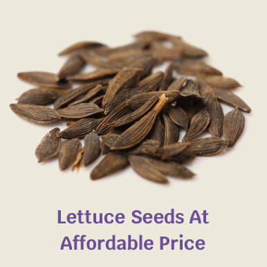 lettuce seeds Manufacturers
