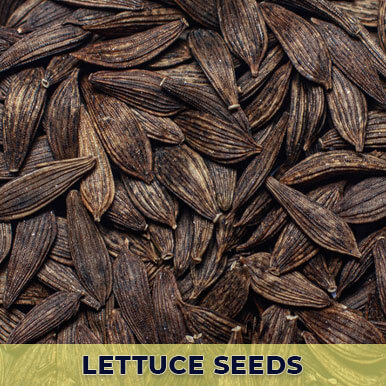 Wholesale lettuce seeds Suppliers