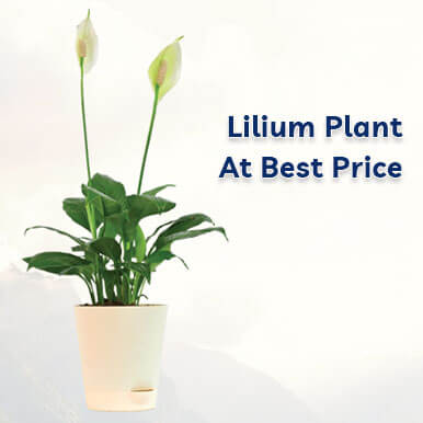 lilium plant Manufacturers