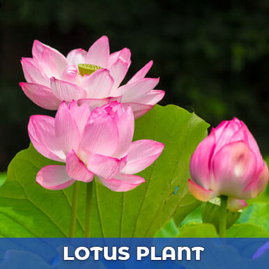 lotus plant Manufacturers
