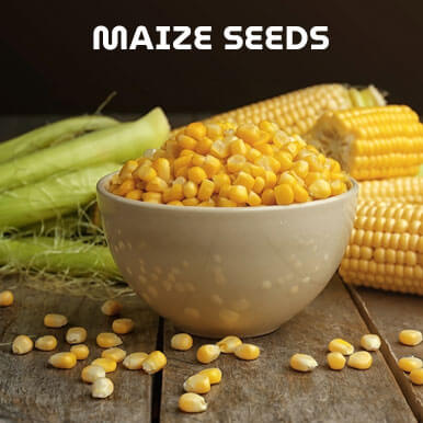 Wholesale maize seeds Suppliers
