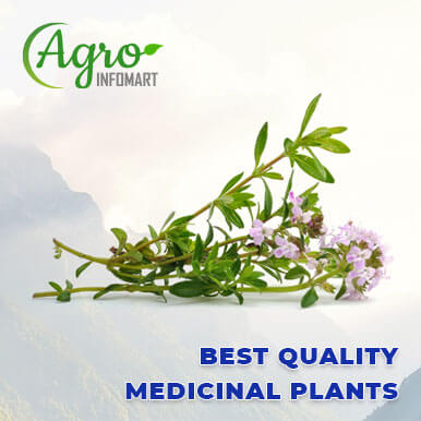 medicinal plants Manufacturers