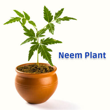 Wholesale neem plant Suppliers