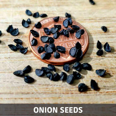 onion seeds Manufacturers