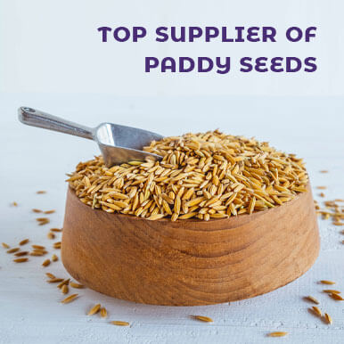 paddy seeds Manufacturers