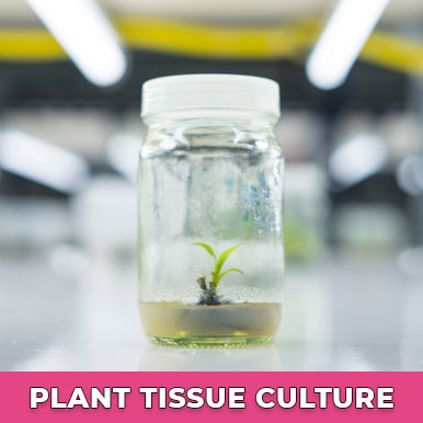 Wholesale plant tissue culture Suppliers