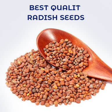 radish seeds Manufacturers