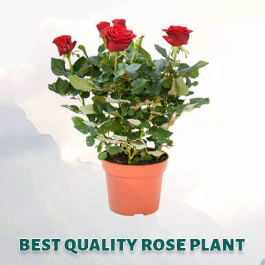 rose plant  Manufacturers