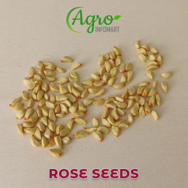 Wholesale rose seeds Suppliers